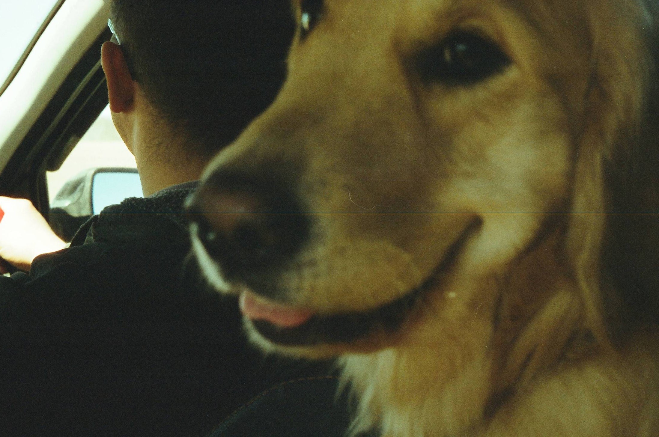 Dog sitting in a car with a person visible in the background