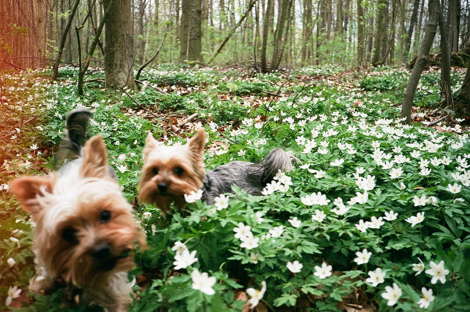 2 small dogs in the woods
