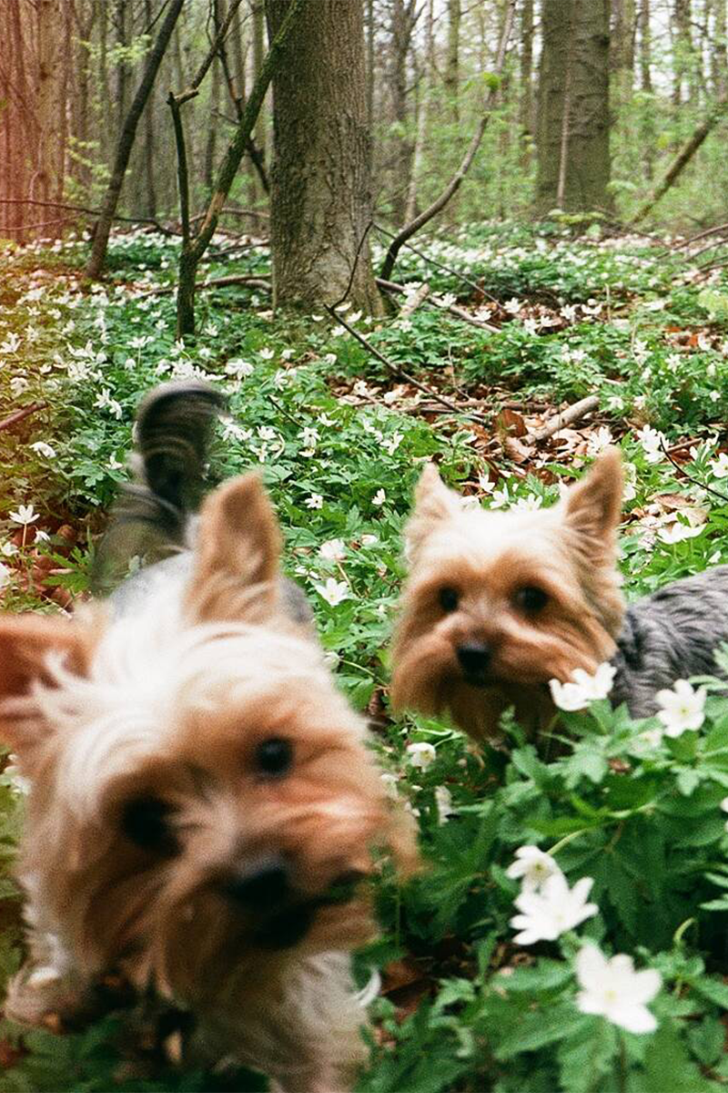 2 small dogs in the woods during spring